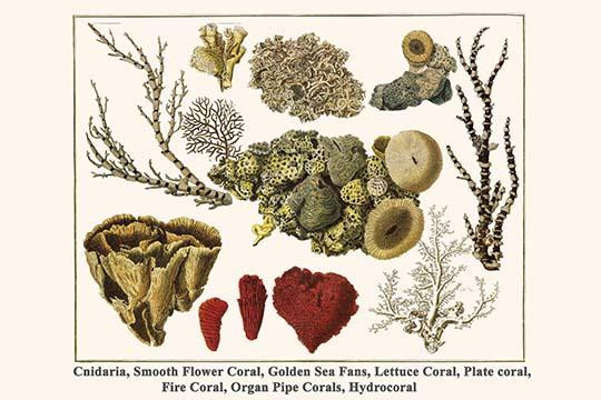 Cnidaria, Smooth Flower Coral, Golden Sea Fans, Lettuce Coral, Plate coral, Fire Coral, Organ Pipe Corals, Hydrocoral