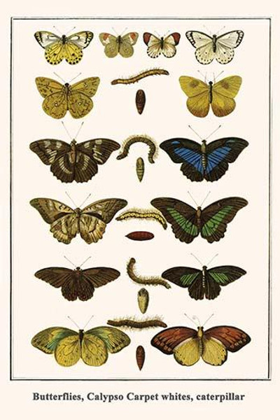 Butterflies, Calypso Carpet whites, caterpillar