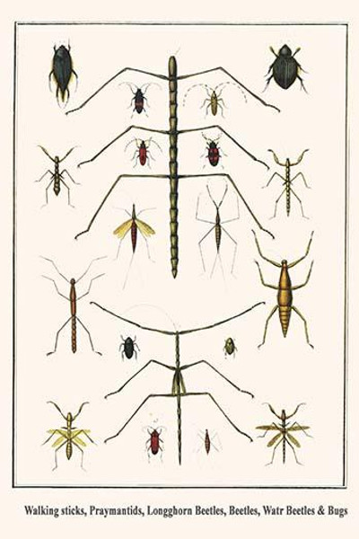 Walking sticks, Praymantids, Longghorn Beetles, Beetles, Watr Beetles & Bugs
