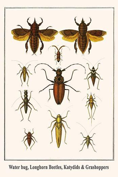 Water bug, Longhorn Beetles, Katydids & Grashoppers