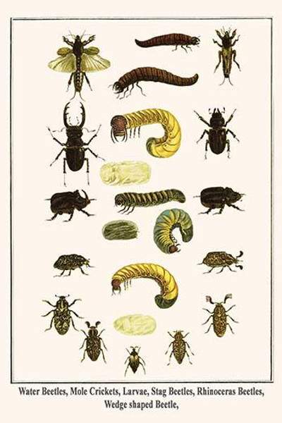 Water Beetles, Mole Crickets, Larvae, Stag Beetles, Rhinoceras Beetles, Wedge shaped Beetle,