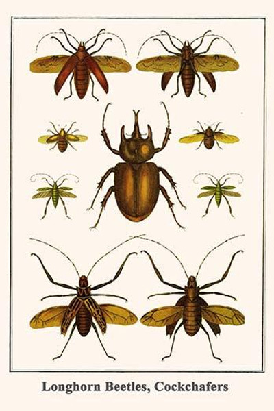 Longhorn Beetles, Cockchafers