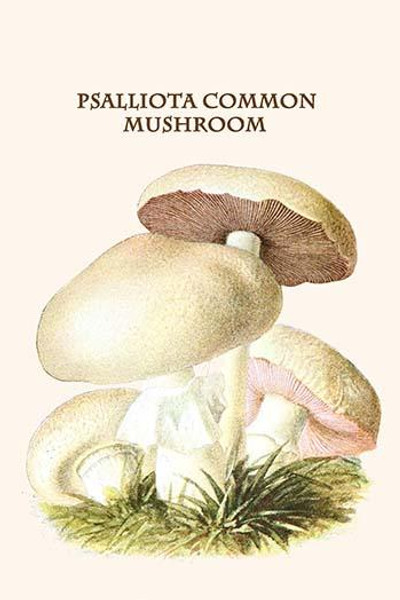 psalliota common mushroom
