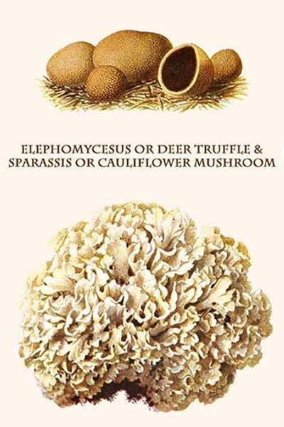 elephomycesus or deer truffle & sparassis or cauliflower mushroom