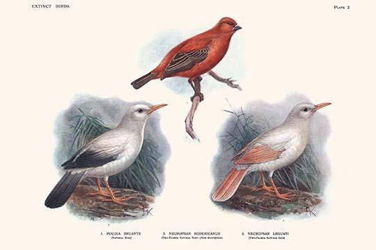 Poudia Bruante, Necropsar Rodericanus, Necropsar Leguati