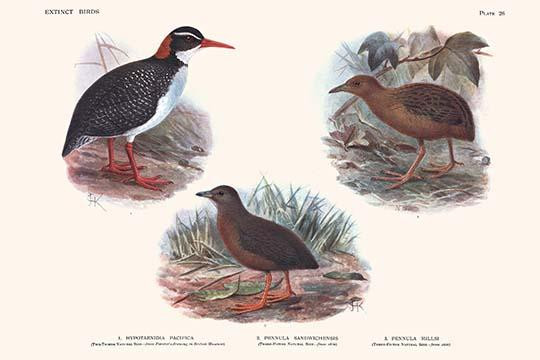 Hypotaeenidia Pacifica, Penula Sandwichensis, Pennula Millsi