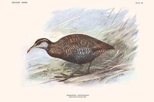 Nesolimnas Dieffenbachi