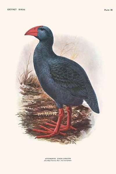 Apterornis Coerulescens