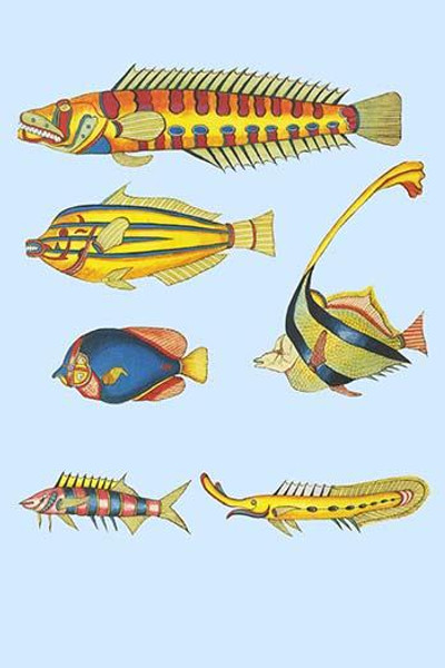 Rarest Curiosities of the Fish of the Indies  (Plate 7)