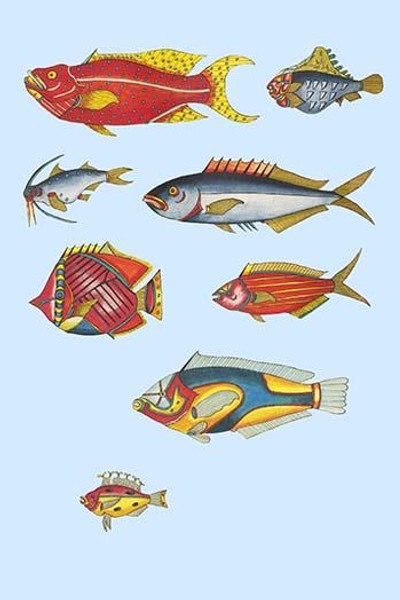 Rarest Curiosities of the Fish of the Indies  (Plate 15)