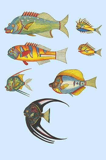 Rarest Curiosities of the Fish of the Indies  (Plate 19)