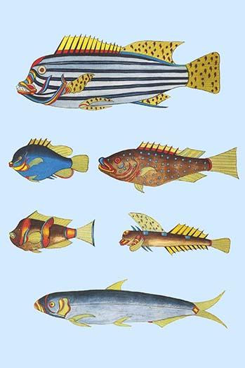 Rarest Curiosities of the Fish of the Indies  (Plate 37)