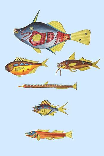 Rarest Curiosities of the Fish of the Indies  (Plate 43)