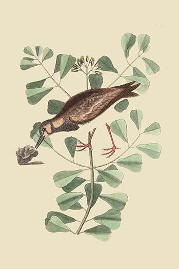 Turn Stone or Sea Dottrel