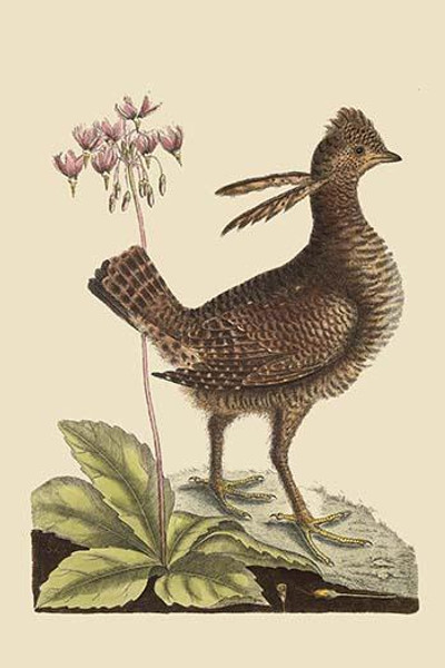 Amercan Partridge