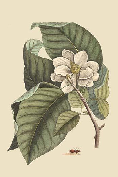 Magnolia