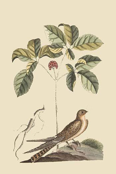 Whipoorwill