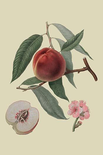 Neal's Early Purple Peach