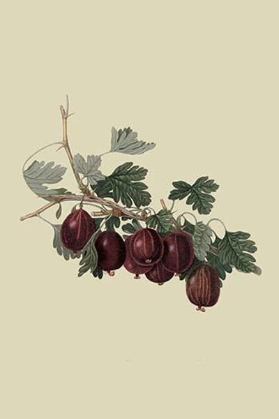 Wilmot's Early Red Gooseberry