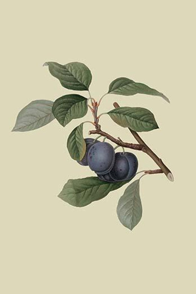 Precoce de Tour - Plum
