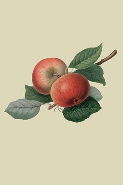 Fearn's Pippin - Apple