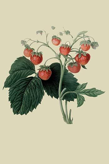 Wilmot's Late Scarlet Strawberry