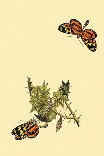 Surinam Butterflies, Moths & Caterpillars  (Plate 2)
