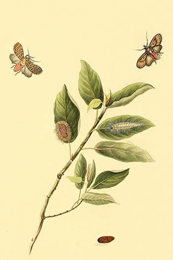 Surinam Butterflies, Moths & Caterpillars  (Plate 123)