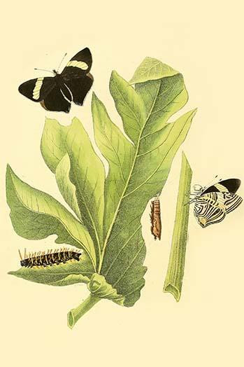 Surinam Butterflies, Moths & Caterpillars  (Plate 144)