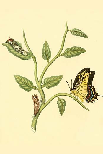 Surinam Butterflies, Moths & Caterpillars  (Plate 146)