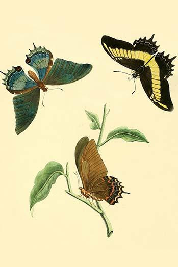 Surinam Butterflies, Moths & Caterpillars  (Plate 147)