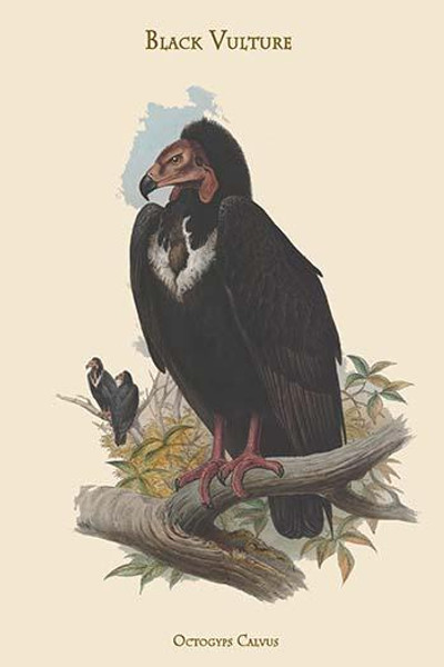 Octogyps Calvus - Black Vulture