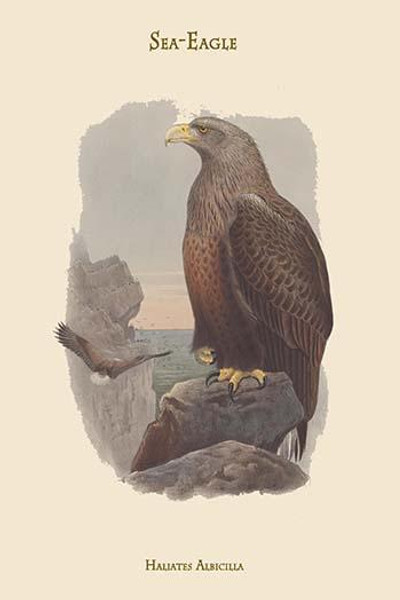 Haliates Albicilla - Sea-Eagle