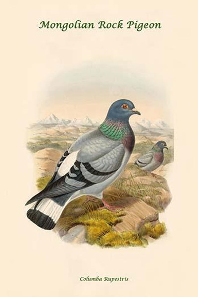 Columba Rupestris - Mongolian Rock Pigeon