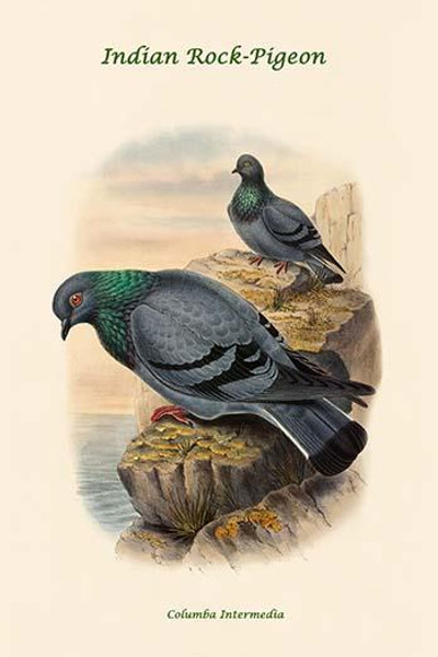 Columba Intermedia - Indian Rock-Pigeon