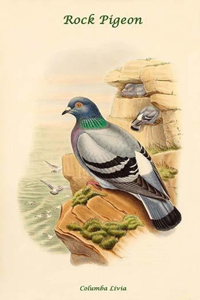 Columba Livia - Rock Pigeon