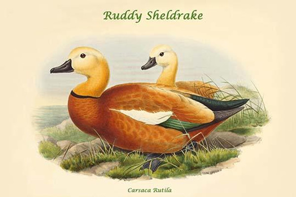 Carsaca Rutila - Ruddy Sheldrake