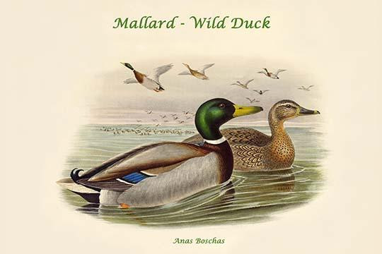 Anas Boschas - Mallard - Wild Duck