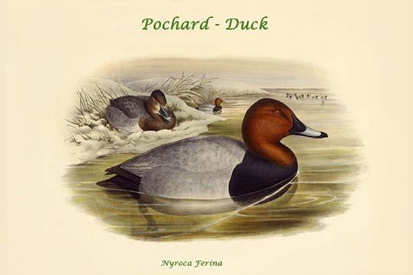 Nyroca Ferina - Pochard - Duck