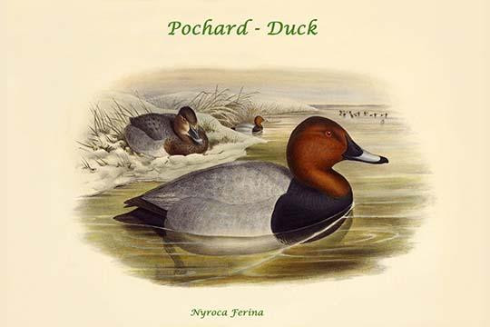 Nyroca Ferina - Pochard - Duck