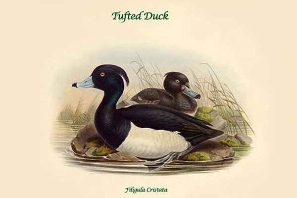 Filigula Cristata - Tufted Duck