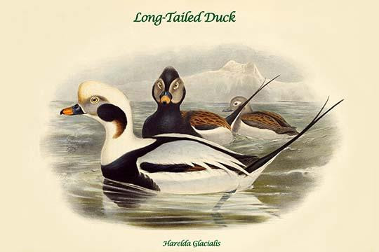 Harelda Glacialis - Long-Tailed Duck