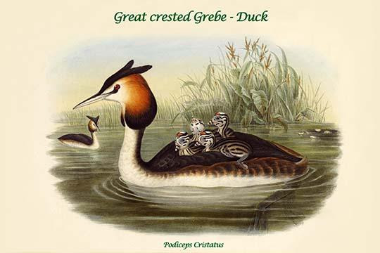 Podiceps Cristatus - Great crested Grebe - Duck