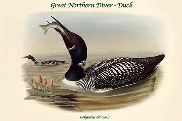 Colymbus Glacialis - Great Northern Diver - Duck
