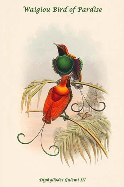 Diphyllodes Gulemi III - Waigiou Bird of Pardise