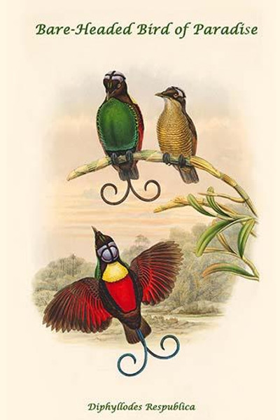 Diphyllodes Respublica - Bare-Headed Bird of Paradise