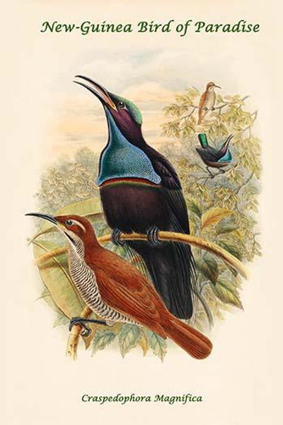 Craspedophora Magnifica - New-Guinea Bird of Paradise