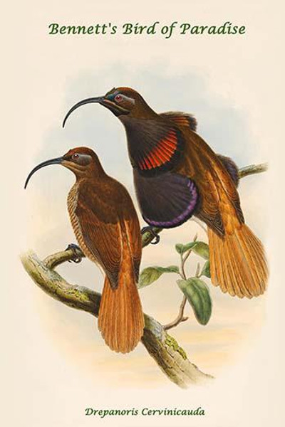 Drepanoris Cervinicauda - Bennett's Bird of Paradise