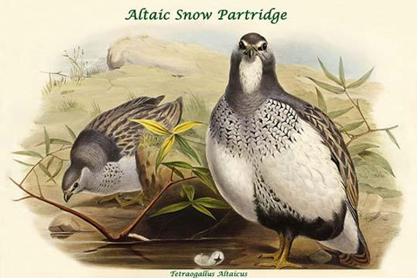 Tetraogallus Altaicus - Altaic Snow Partridge