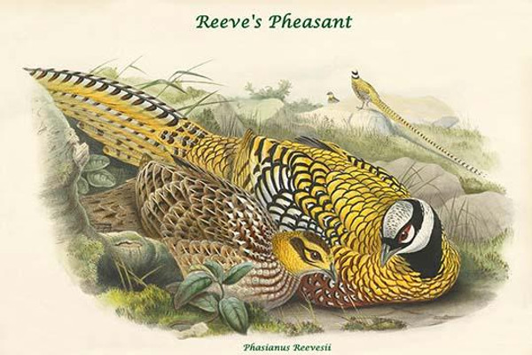 Phasianus Reevesii - Reeve's Pheasant